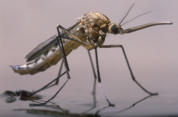 Mosquito Control
