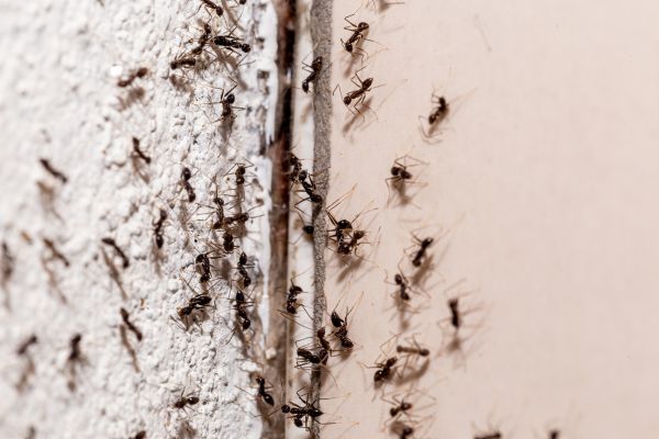 Commercial Ants Pest Control