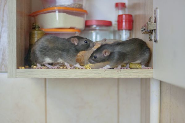 What Health Risks Are Associated With Mouse Infestations?