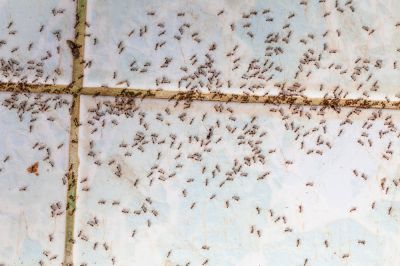 Ant Bites and Stings Can Be Painful and Dangerous To Those With Allergies!