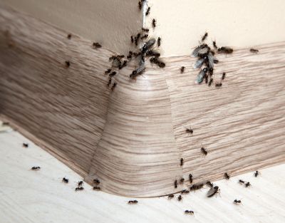 Ant Infestations Can Be Extremely Unsightly!