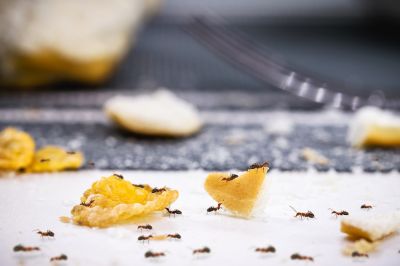 Ants Contaminate Food and Spread Bacteria in Their Endless Search For Sustenance!