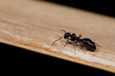 Ant Control