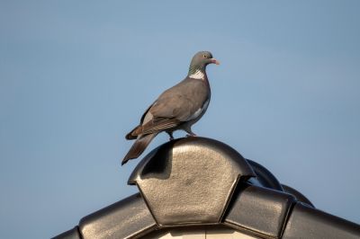 Bird Removal Service