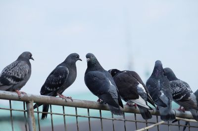 Remove Birds Safely from Your Home or Business!
