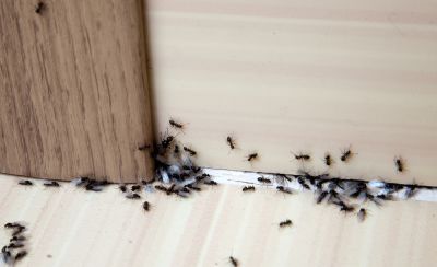 Commercial Ants Pest Control