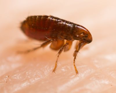 Flea Bites Can Cause Allergic Reactions!