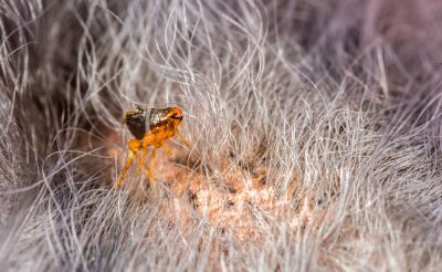 Fleas Are Known To Spread Disease!