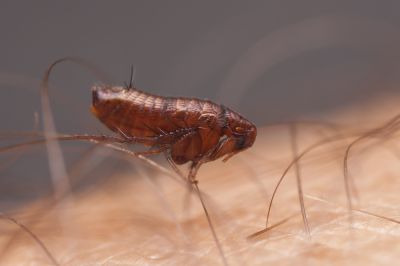 Fleas Cause Skin Irritation For Both Humans and Pets!