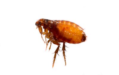 Flea Extermination - Flea Extermination Venice, Florida