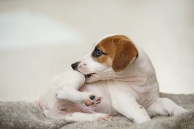 Professional Flea Extermination Destroys any Current Infestation and Can Prevent Any Future Infestation!