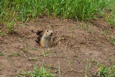 Gopher Removal