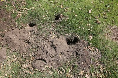 Gophers Leave Criss Crossing Tunnel Systems All Over Your Property