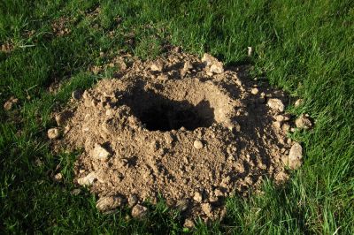 Gophers Leave Holes All Over Your Property