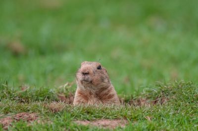 Gophers Spread Flea and Ticks