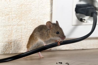 Mice Removal - Mice Removal Smyrna, Georgia