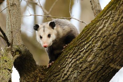 Opossum Removal