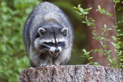 Keep These Destructive Pests Off Your Property!