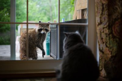 Racoon Removal - Racoon Removal Newnan, Georgia