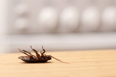 Roach Extermination