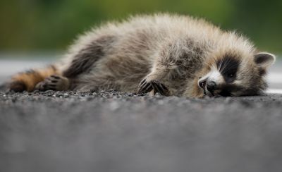 Professionals Can Remove Deceased Animals!