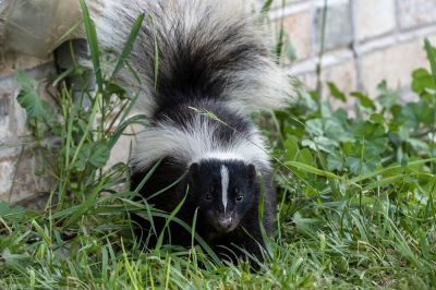 Skunk Removal