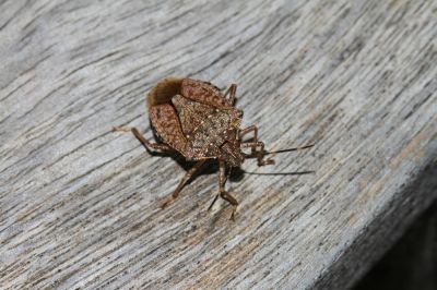 Professionals Can Eliminate Stinkbugs and Prevent Future Infestations