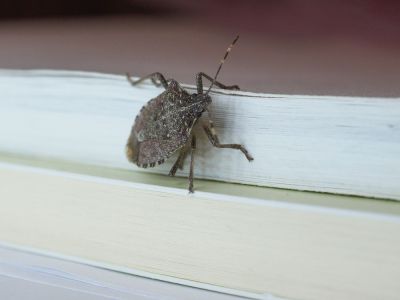 Residential and Commercial Stink Bug Control Services Are Available