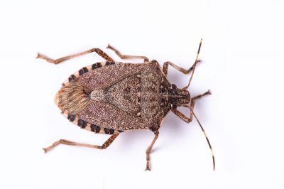 Stink Bug Control