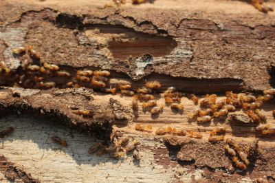 Protect Your Home or Business From Termite Damage!