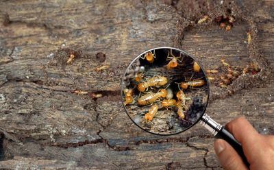 Termite Control