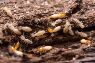 Termites Silently Destroy Your Structure, Causing Extensive Damage!