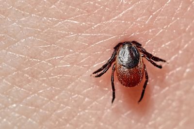 Residential and Commercial Tick Control Services Are Available