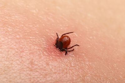 Tick Bites Cause Redness and Irritation