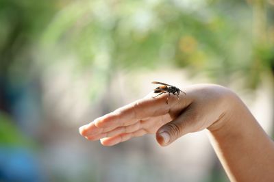 To Anyone With Allergies, Wasps Pose a Serious Threat!
