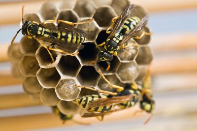 Wasp Control - Wasp Control Chicago, Illinois