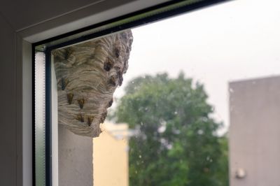 Wasps Damage Property By Burrowing and Creating Nests!