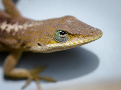 Lizard Control Service