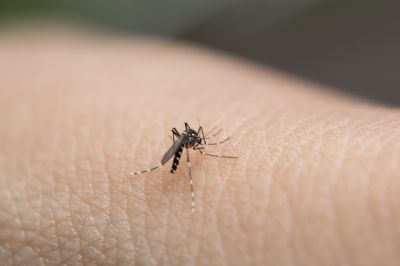 Mosquito Extermination Services Are Available To Homes and Businesses Alike!