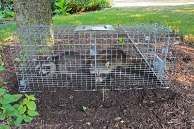 Types Of Non Lethal Pest Control