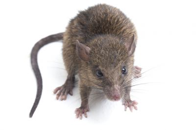 Rat Removal Service