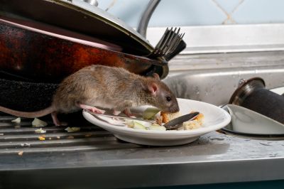 Prevent Health Issues and Diseases From Being Spread By Investing in Professional Rodent Management!