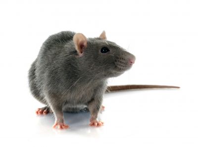 Types Of Rodent Control
