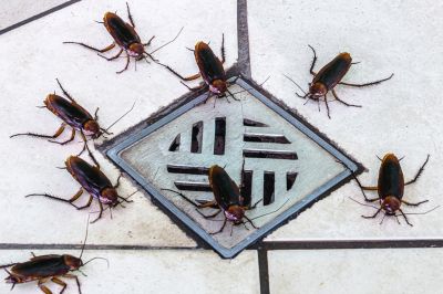 Reduce the Risk of Illness and Infection with Roach Control Services!