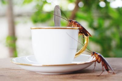 Roaches Can Carry and Spread Harmful Diseases!