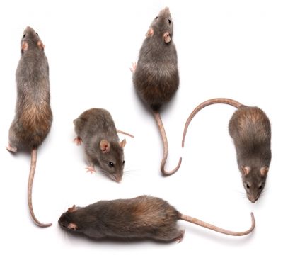 Control the Population of Rats and Mice!