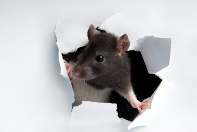 Rodent Baiting