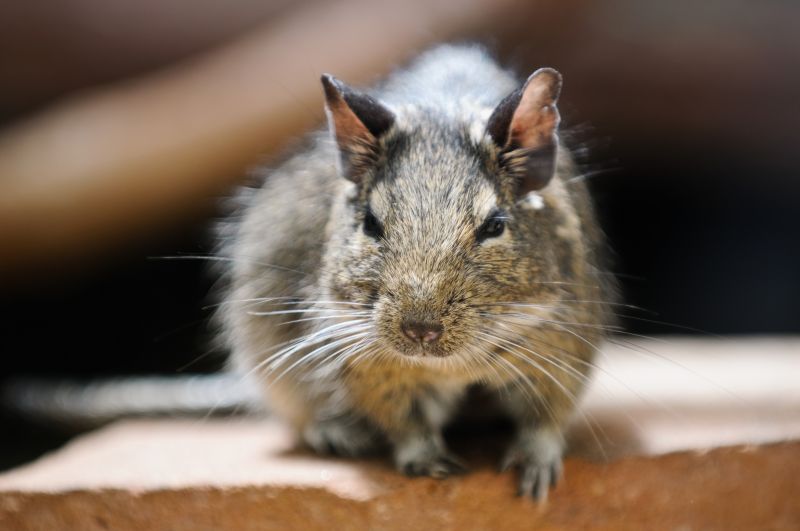 Protect Property from Infestation
