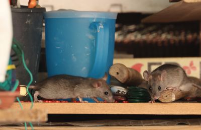 Rodent Management - Rodent Management Sonoma County, California