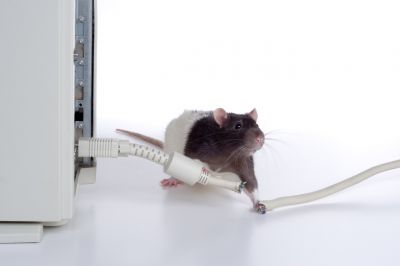 Avoid Rodent Damage to Your Property!
